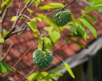 Arbol De Lichi. Como Plantar y Cultivar Lichis En Maceta o en el Huerto