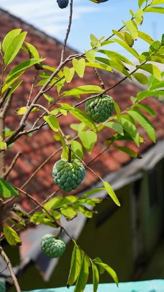 Arbol De Lichi. Como Plantar y Cultivar Lichis En Maceta o en el Huerto