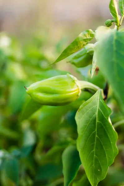 árbol de pistacho cómo es y cómo plantarlo fácilmente