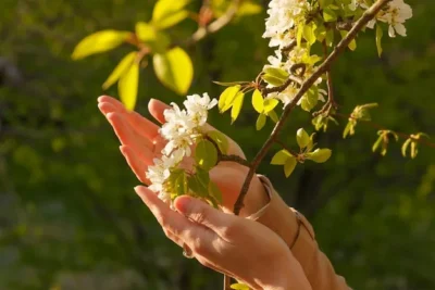 Arbol De Pistacho. Como Es Y Como Plantarlo