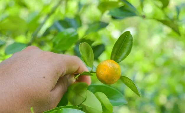 árbol kumquat cuidados básicos para tu naranja enana