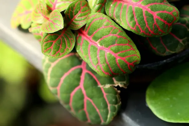 Begonia Maculata. Cuidados Riegos Y Reproduccion