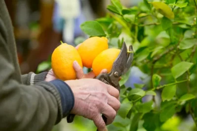 Como Plantar Un Limonero En El Huerto O Jardin – Consejos Y Trucos