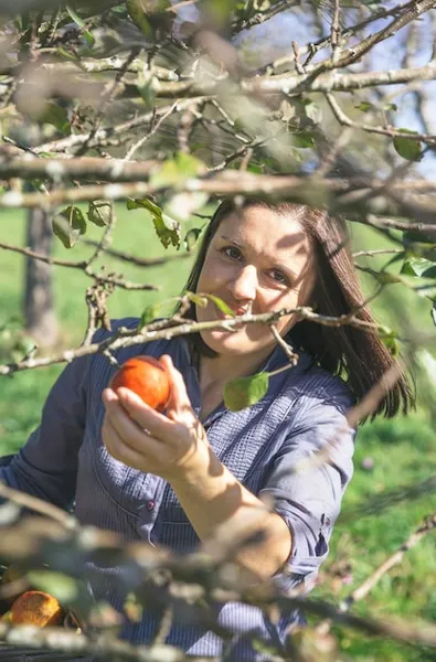 cómo plantar un manzano con éxito en tu huerta