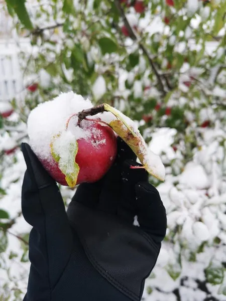 cómo podar un manzano y otros frutales en invierno para mejorar la producción, paso a paso