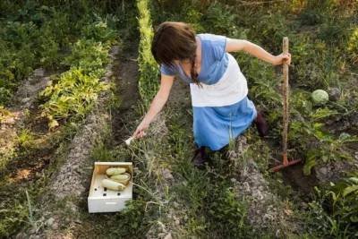 Como Sembrar o Plantar Ruda En El Huerto Y Sus Beneficios