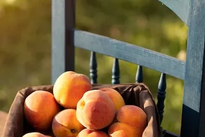 Como Y Cuando Plantar Melocotonero O Durazno En El Huerto