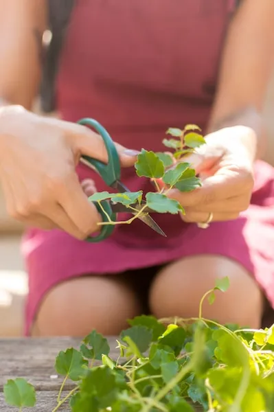 cómo y por qué plantar perejil en el huerto o maceta, consejos prácticos