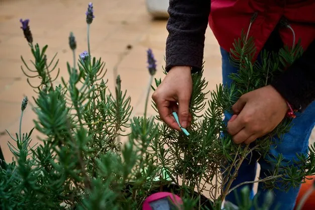 cómo y por qué plantar romero en el huerto, beneficios y consejos prácticos