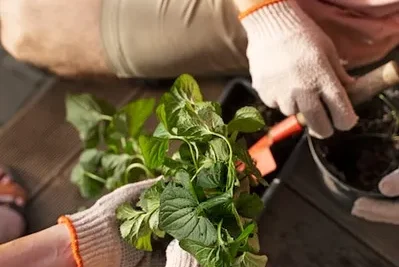 Como Y Porque Plantar Salvia En El Huerto o Jardin