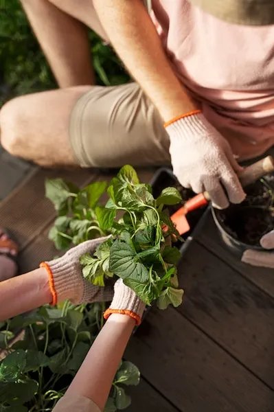 Como Y Porque Plantar Salvia En El Huerto o Jardin