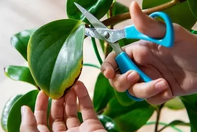 Como cultivar detergente biologico Aprende a germinar la semilla de un arbol del jabon