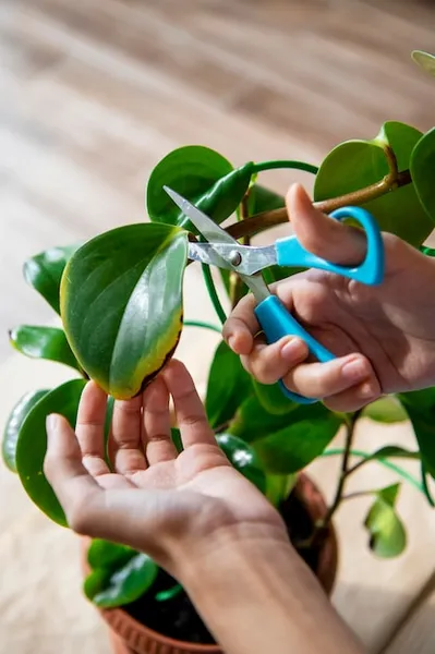 Como cultivar detergente biologico Aprende a germinar la semilla de un arbol del jabon