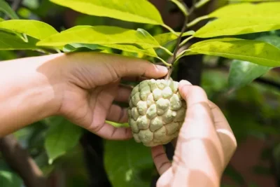 Como cultivar el arbol de lichi para producir mas frutos mis 2 reglas de oro