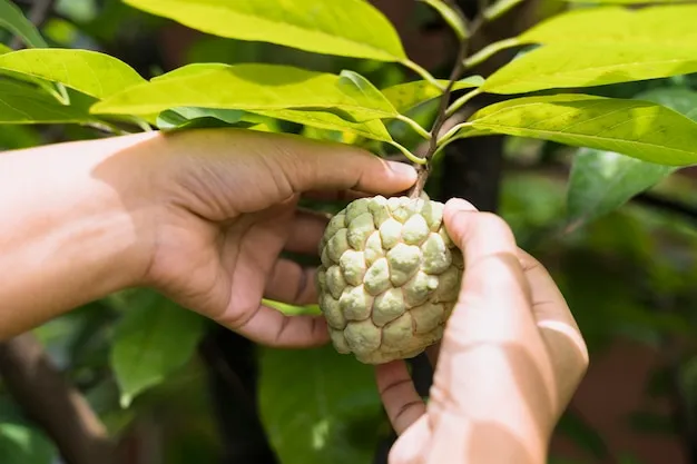 Como cultivar el arbol de lichi para producir mas frutos mis 2 reglas de oro