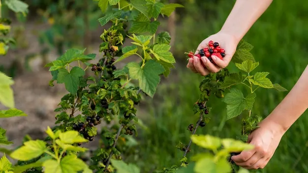 cómo cultivar frambuesas con éxito y podar las plantas fácilmente