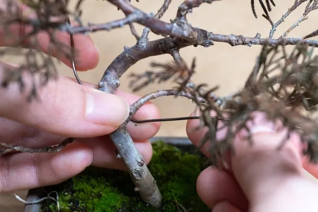 cómo cultivar un ciruelo y podar el árbol adecuadamente