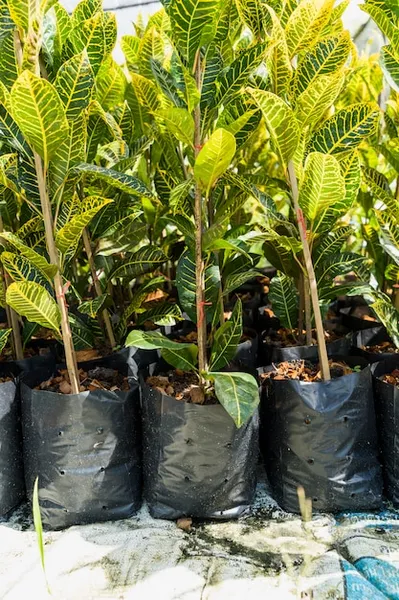 cómo plantar un árbol tropical en clima frío con éxito, el cultivo de la asimina triloba