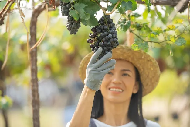 Como plantar una vid o un vinedo de forma facil para comer uvas o elaborar vino