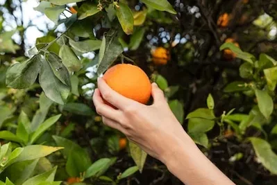 Como plantar y cuidar correctamente un arbol de mango