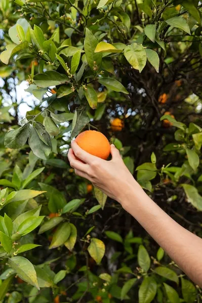 Como plantar y cuidar correctamente un arbol de mango