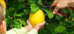 Como proteger tu limonero del frio o del calor