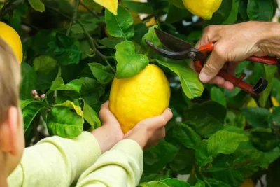 Como proteger tu limonero del frio o del calor