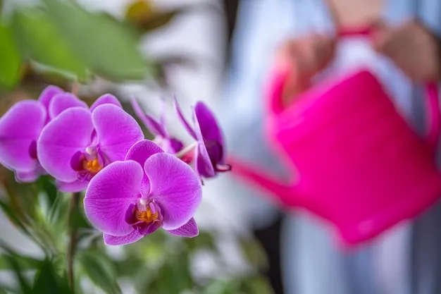 cuidados de la orquídea y necesidades básicas para su florecimiento