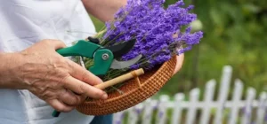 Cuidados de la lavanda. Todo lo que necesitas saber