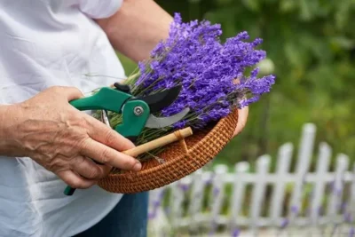 Cuidados de la lavanda. Todo lo que necesitas saber