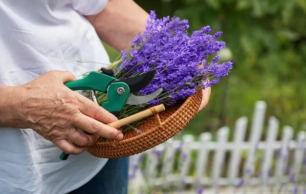 Cuidados de la lavanda. Todo lo que necesitas saber