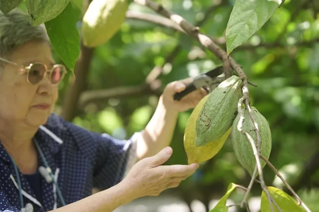 Cultivo y Cuidados del arbol Guayaba Fresa en la Huerta