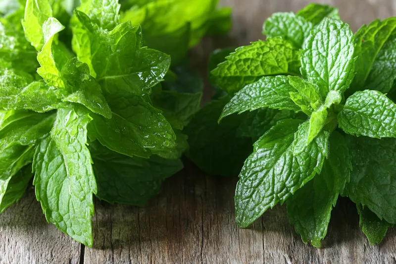 Diferencia Entre Menta Y Hierbabuena ¿Es Lo Mismo