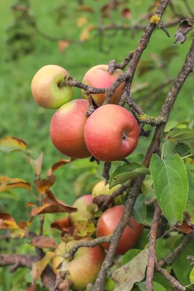 manzana fuji, una variedad ideal para plantar en tu huerto en colombia