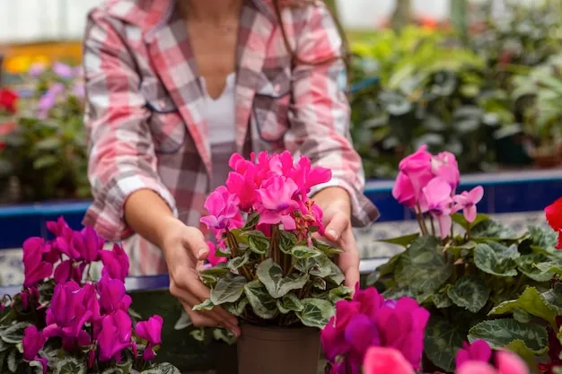 petunias, cuidados de esta planta en el jardín o en maceta para que florezca bonito