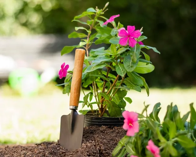 petunias, cuidados de esta planta en el jardín o en maceta para que florezca bonito