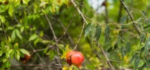 Pitanga el arbol Sin plagas para la Huerta o Jardin