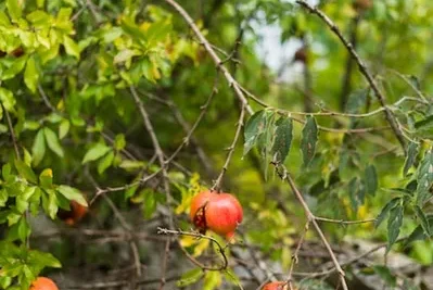 Pitanga el arbol Sin plagas para la Huerta o Jardin