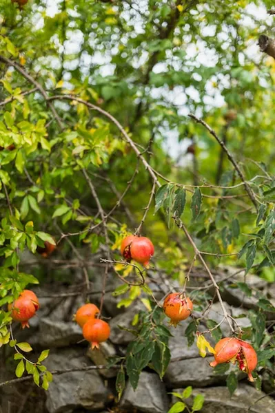 Pitanga el arbol Sin plagas para la Huerta o Jardin