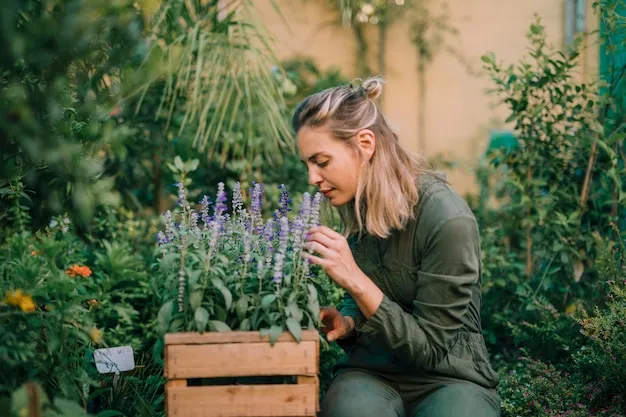 plantar lavanda en el huerto, beneficios y consejos prácticos