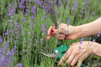 Plantar Lavanda. Como Y Por Que Plantarla En El Huerto