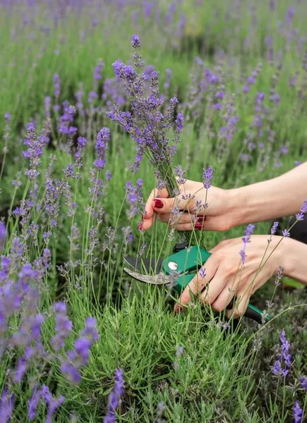 Plantar Lavanda. Como Y Por Que Plantarla En El Huerto