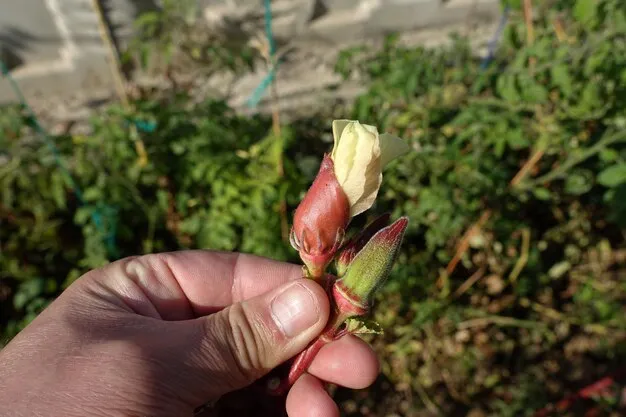 plantar morera en colombia, cuidados y tips para su reproducción