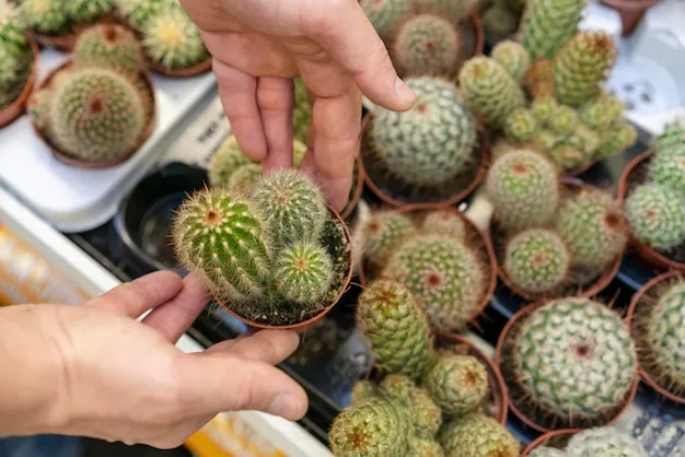 tunera, chumbera o nopal tunero, cuidados y cómo plantar en la huerta