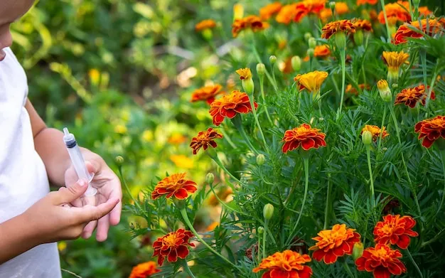 zinnia, cuidados y cómo plantarla en el jardín